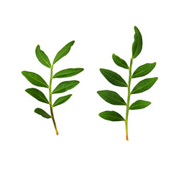 Set of twigs with green leaves