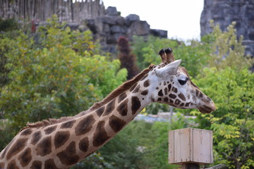 Giraffe in zoo