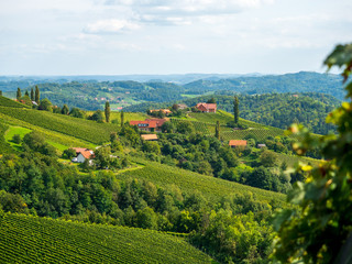 Fototapeta premium Weinberge in der Südsteiermark, Österreich, im Spätsommer