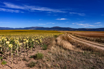 Fototapeta na wymiar FIELD OF SUNFLOWERS AND HORIZON WITH ROAD AND MOUNTAINS ON BLUE SKY IN SPAIN