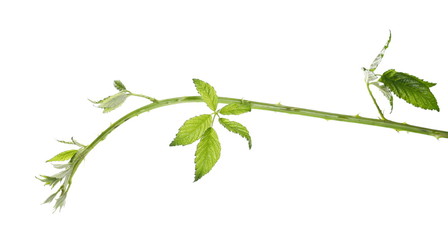 Wild blackberry twig, branch with leaves, foliage isolated on white background