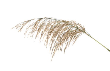 Dry common bulrush broom, seeds, isolated on white background © dule964