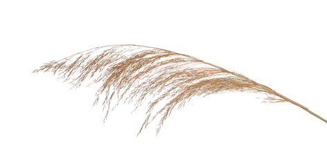 Dry common bulrush broom, seeds, isolated on white background - obrazy, fototapety, plakaty