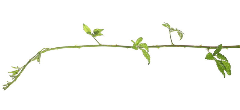 Wild blackberry twig, branch with leaves, foliage isolated on white background