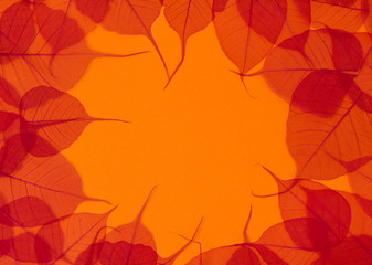Autumn falls background template. Skeletonized red leaves on orange