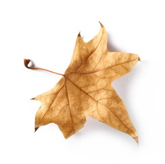 Dry autumn, fall leaf isolated on white background