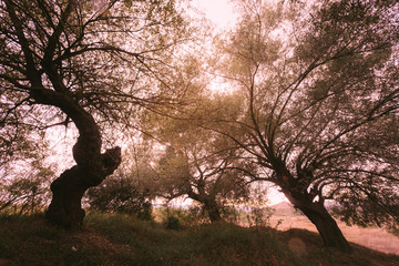 scary trees, dark mysterious landscape