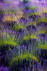 EXTURE AND COLORS OF LAVENDER FLOWER FIELDS AND YELLOW AND GREEN HERBS AT THE END OF SUMMER