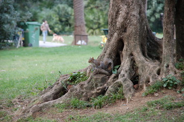 Gli scoiattoli dei Parchi di Nervi
