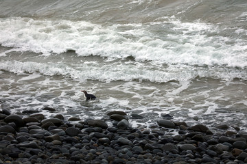 Gelbaugenpinguin Pinguin in Neuseeland