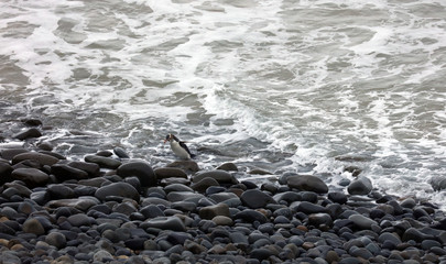 Gelbaugenpinguin Pinguin in Neuseeland