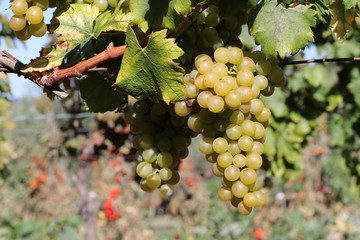 Fototapeta premium White grape in vineyard