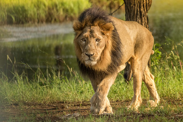A royal walk of an asiatic lion at park. 