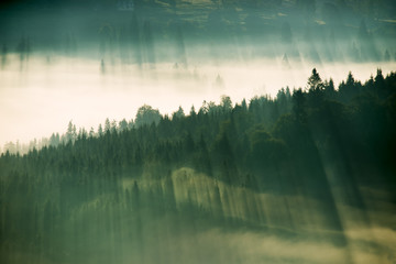 Beautiful sunrise in the mountains. The rays of the final light through the coniferous trees in the...