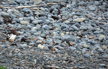 Gelbaugenpinguin Pinguin in Neuseeland