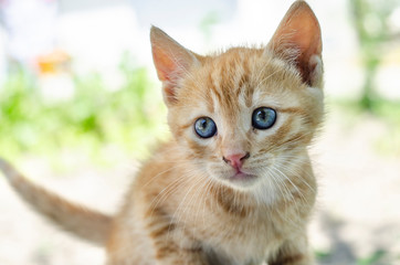 Portraits of cute baby cats
