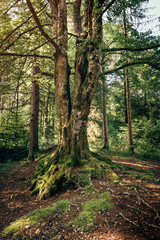 Old tree in forest