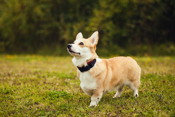 Portrait of the corgi in the park