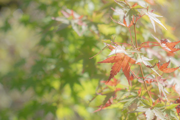 日差しを浴びる初秋のもみじ