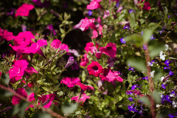 Obraz premium flowers bloom in the garden