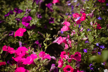 Obraz premium flowers bloom in the garden