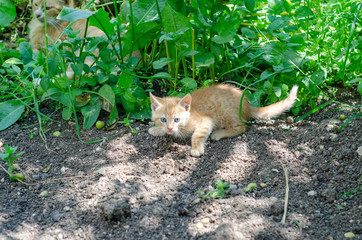 Naklejka premium Cats playing in the garden