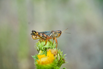 Macro close up of a Differential Grasshopper on flower bud