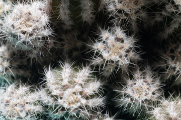 Beautiful of Various Cactus in garden.