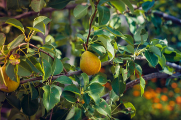 ripe pears hang on a tree in the garden