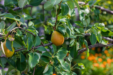 ripe pears hang on a tree in the garden