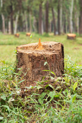 tree stump, concept of urbanization, deforestation, logging industry, global warming
