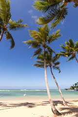 Vacation on beautiful and lonely sandy dream beach in a paradise on Samana in the Caribbean, Dominican Republic,  with palms, sky, clouds, sun and palms.