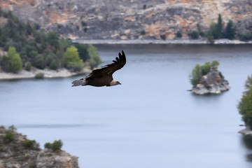 Flying vulture