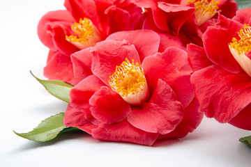 Camelia