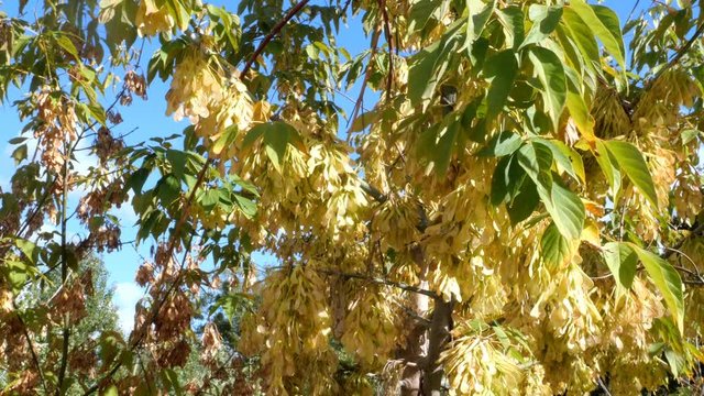 Autumn view. Branches and foliage of tree swaying on background of blue sky. In sunlight. Selective focus. Nature background. Close-up.