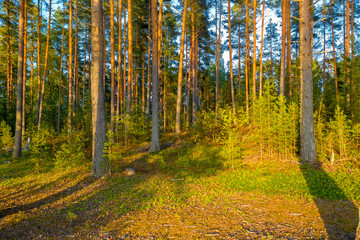 Nordic pine forest in evening light. Paijanne National Park, southern part of Lake Paijanne. Finland.