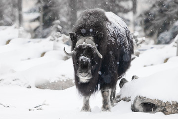 Powerful horned bull under heavy snow in the forest.  polar relic beast of the ice age hairy musk ox beast on winter snow. - obrazy, fototapety, plakaty