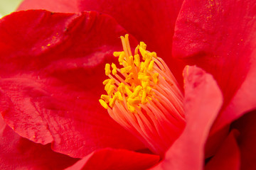 Camelia