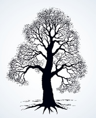 Tall oak in winter. Vector drawing