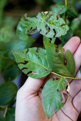 Hand holding leaves of blueberry plant with holes, eaten by pests. Gardening problem concept. Close up.