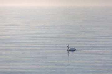 Swan an early morning