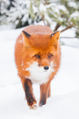 Obraz premium Fox full-face close-up on a background of Christmas trees. red fluffy fox in the snow during a snowfall.