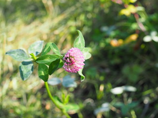 flower of a red clover clover with leaves and a stem close-up