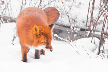 Obraz premium Peppy fox in the forest. Sniffs looking (on the hunt). red fluffy fox in the snow during a snowfall. Snowflakes on the wool.