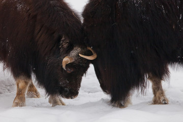 battle or butting a duel of woolly giants.  polar relic beast of the ice age hairy musk ox beast on...