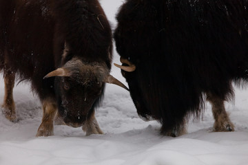 battle or butting a duel of woolly giants.  polar relic beast of the ice age hairy musk ox beast on...