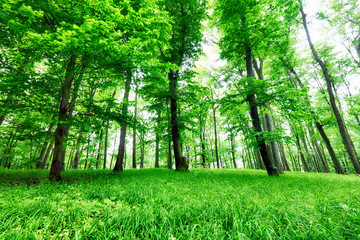 Green forest and grass with trees - obrazy, fototapety, plakaty