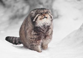 A smile is smiling on the face. A contented cat, snow all around, fluffy fur. brutal fluffy wild cat manul on white snow.
