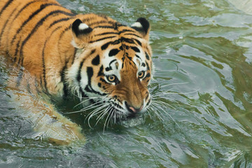 Fototapeta na wymiar Huge staring eyes Young tiger with expressive eyes walks on the water (bathes), Predator's muzzle close-up.