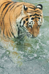 Catches in the water among the bubbles, the fisherman. Young  tiger with expressive eyes walks on the water (bathes), Predator's muzzle close-up.